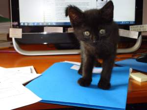 Shadow and Boris | Maine Crime Writers - Vimarsana News